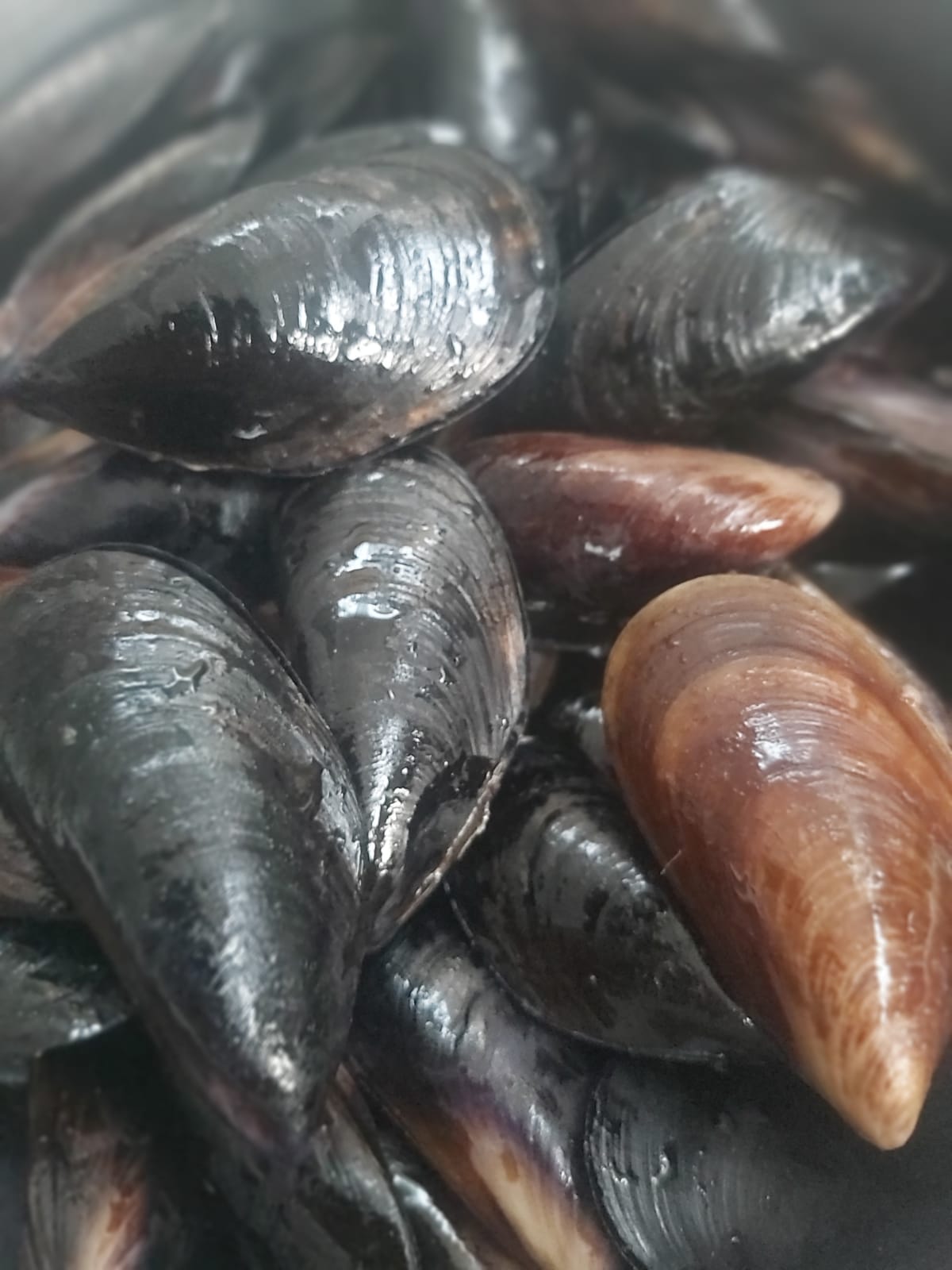 Denizden Su Ürünleri